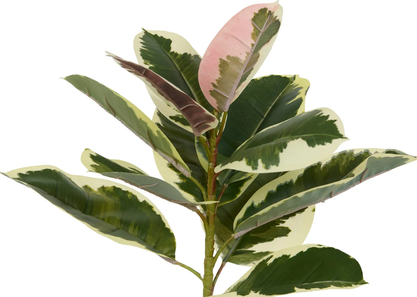 Tineke Ficus Plant Potted