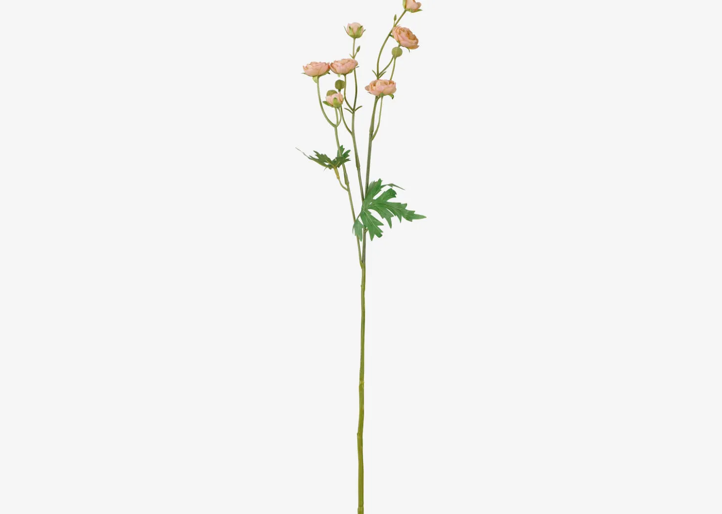 Tove Mini Ranunculus