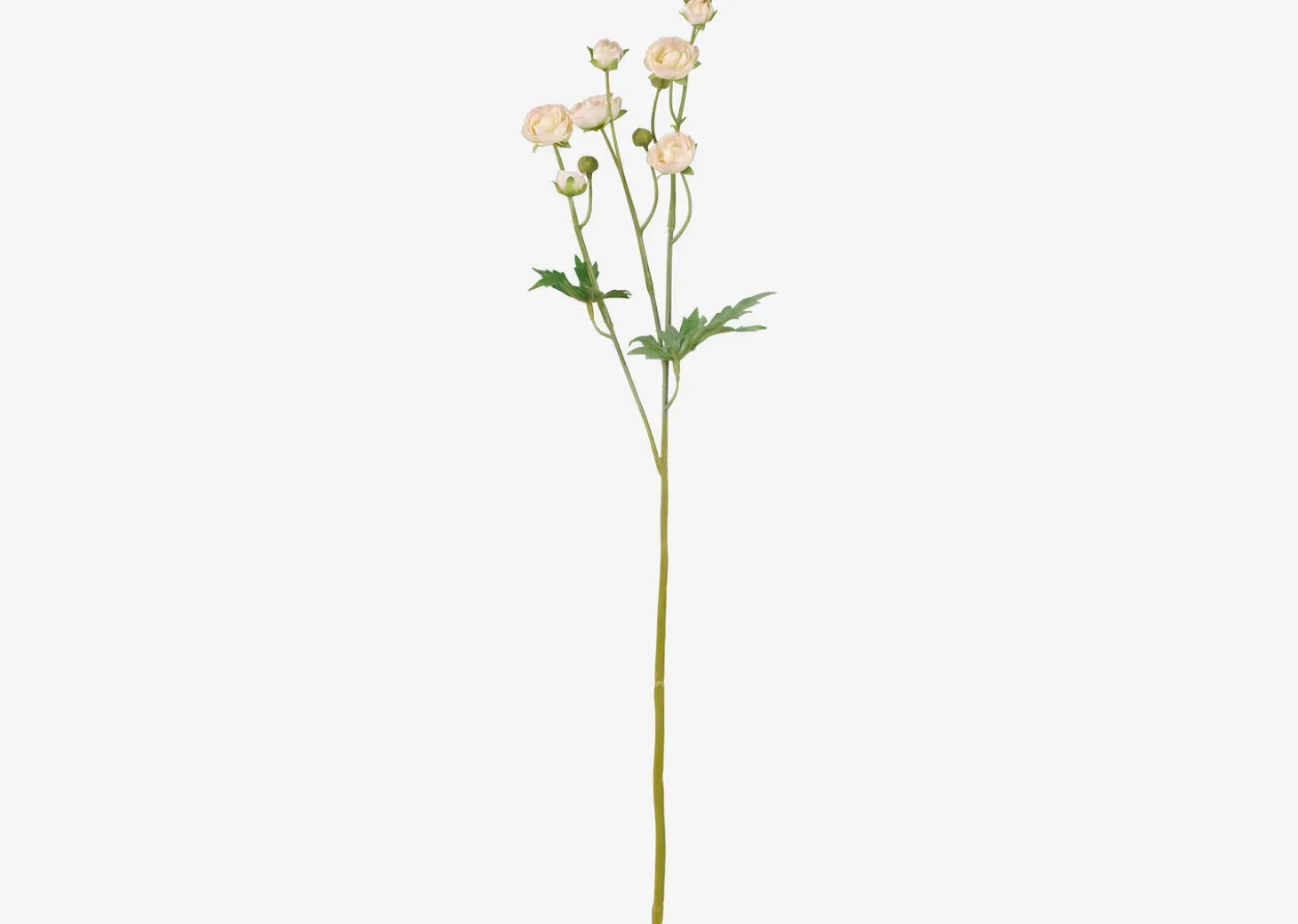 Tove Mini Ranunculus