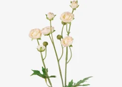 Tove Mini Ranunculus