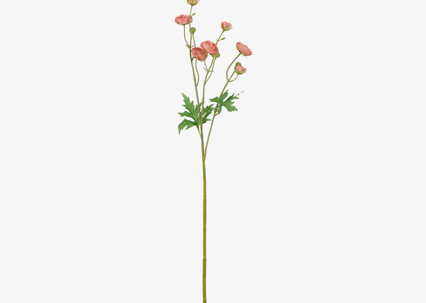Tove Mini Ranunculus