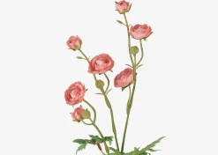 Tove Mini Ranunculus