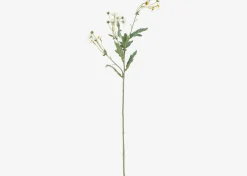 Trish Anemone Branch