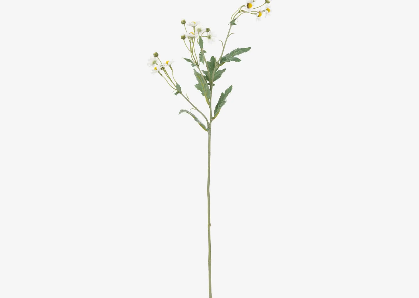 Trish Anemone Branch