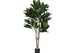 Troye Rubber Tree Potted