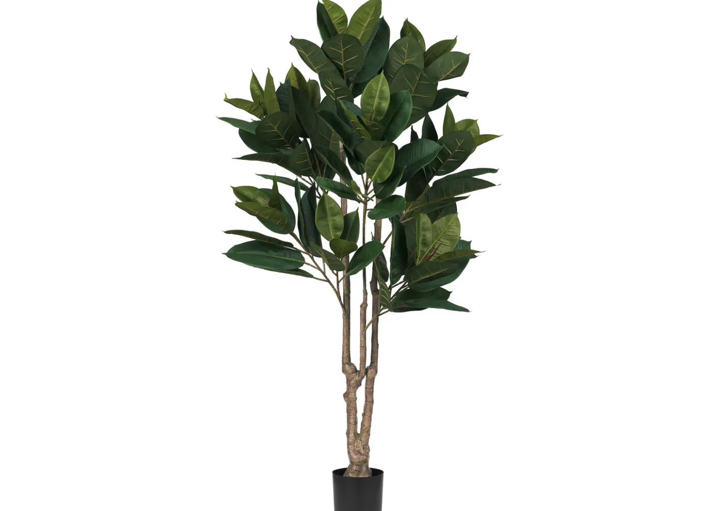 Troye Rubber Tree Potted
