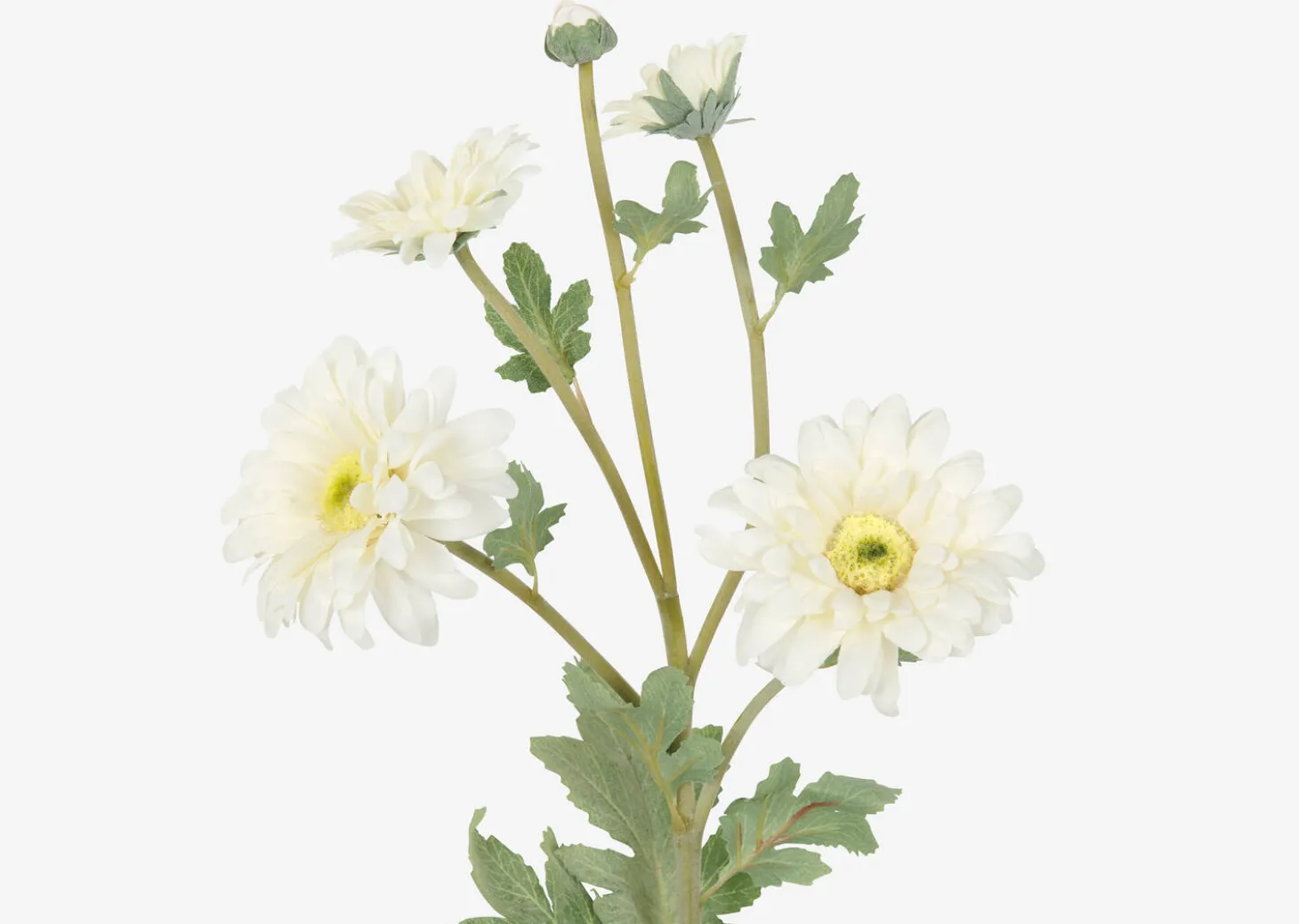 Vera Chrysanthemum Branch