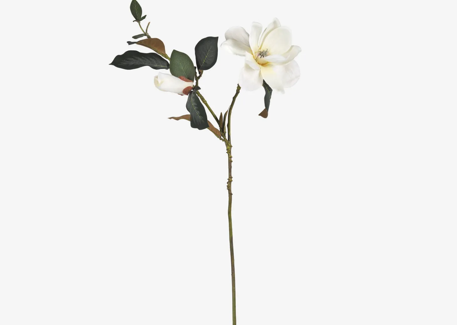 Wess Magnolia Stem