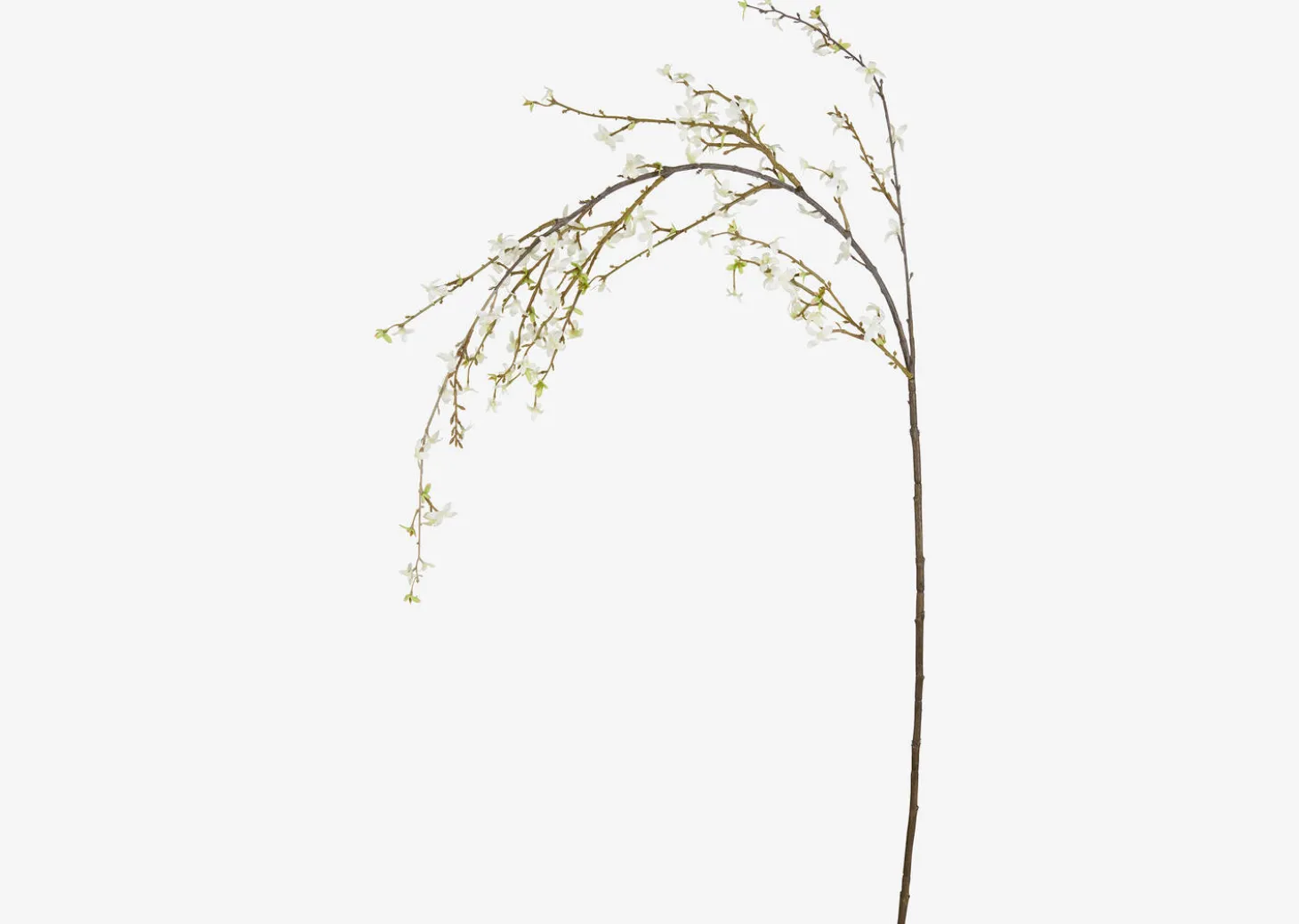 Yuri Forsythia Branch White