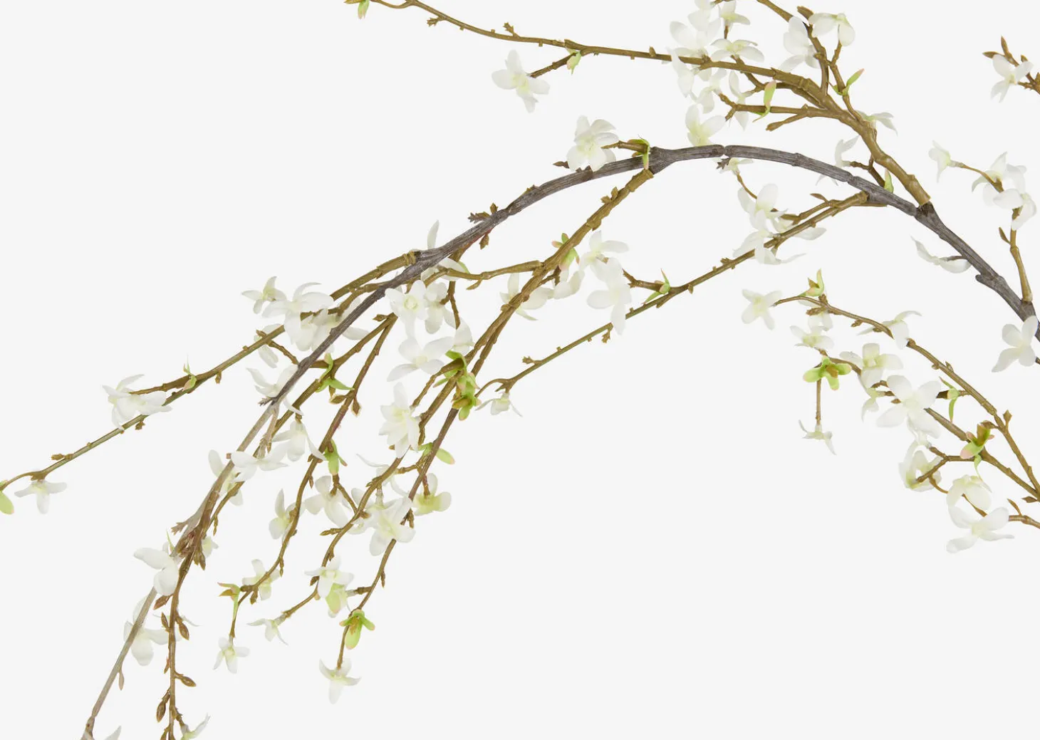 Yuri Forsythia Branch White